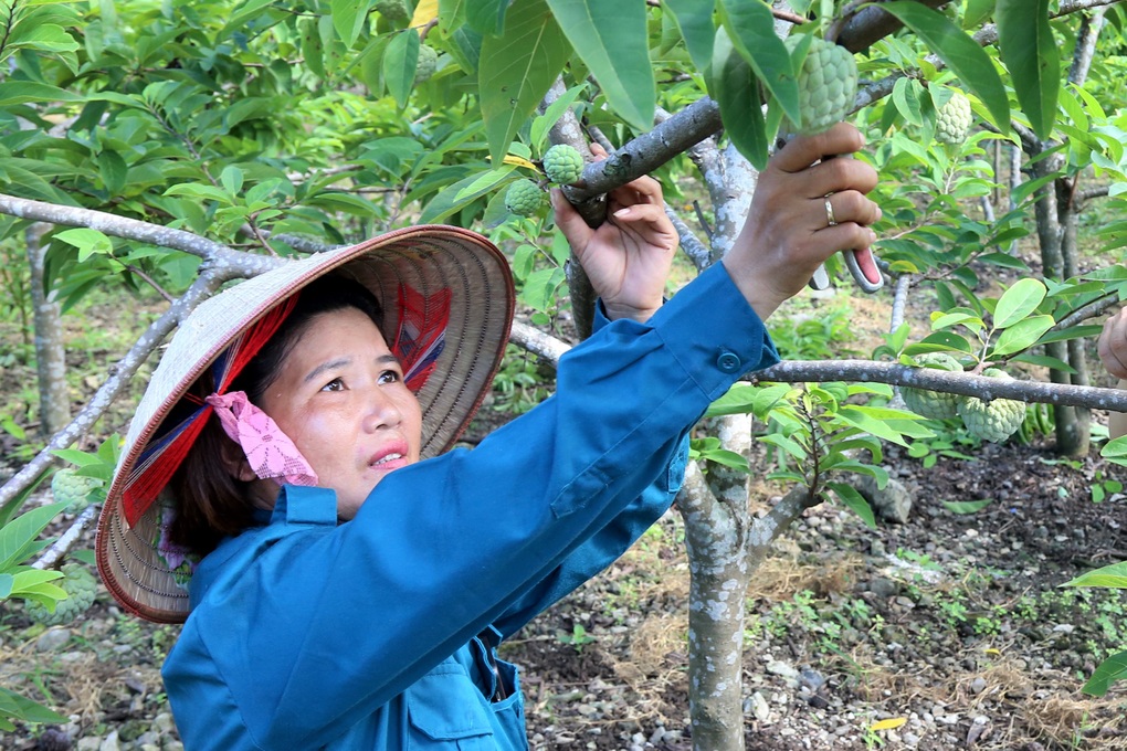 Trồng loại cây hóa giải đất chó ăn đá gà ăn sỏi, kết quả như... trúng số - 4 Trồng loại cây hóa giải đất chó ăn đá gà ăn sỏi, kết quả như... trúng số - 4