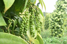 3 công ty Việt nghi bị khách hàng ở Dubai lừa đảo, khe hở ở đâu?