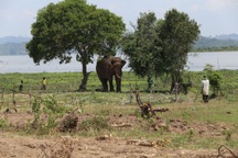 Vụ voi quật chết người: Cả chục nài voi tìm cách làm dịu con vật hung hãn