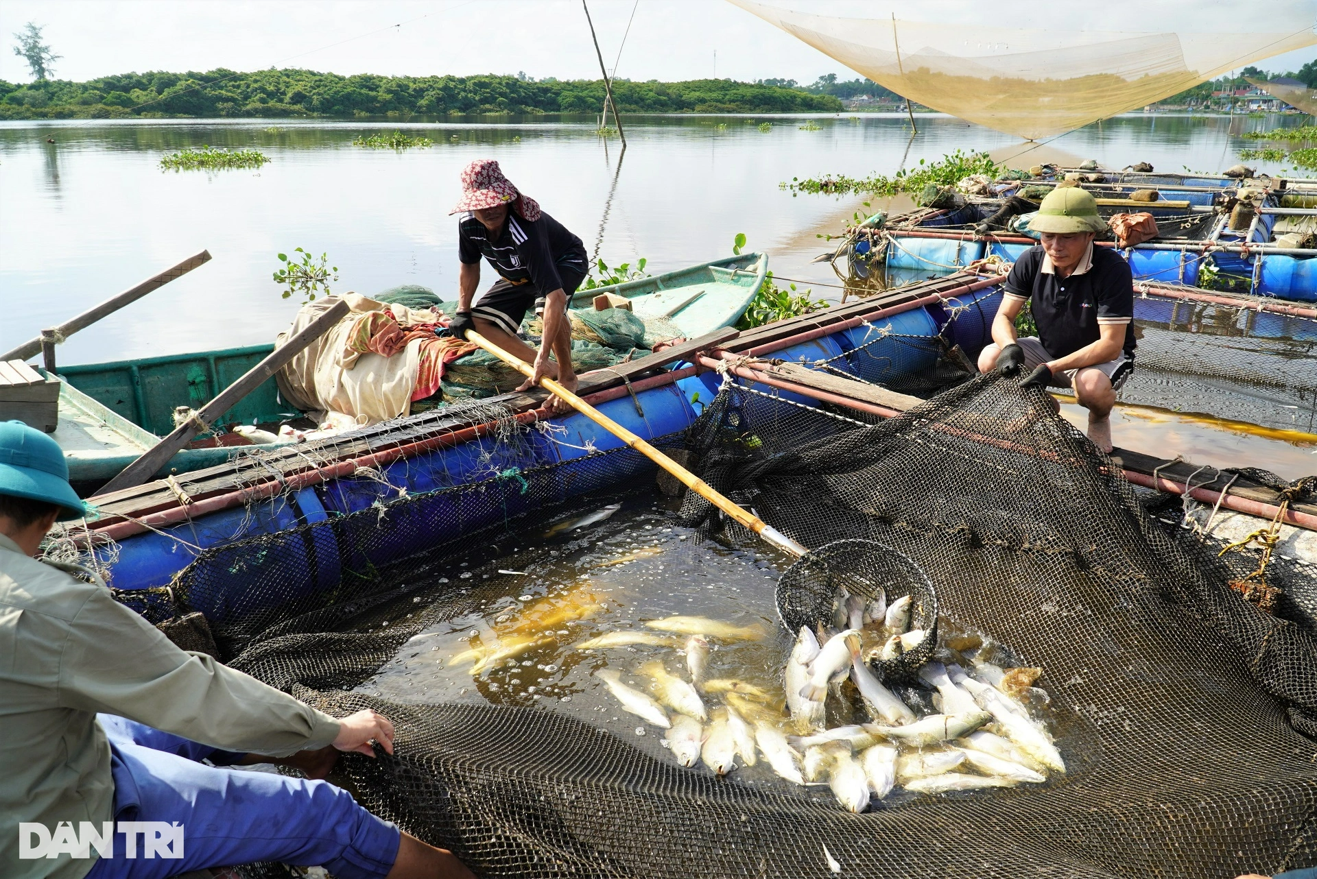 Phân tích mẫu nước tìm nguyên nhân 50 tấn cá chết trắng - 2