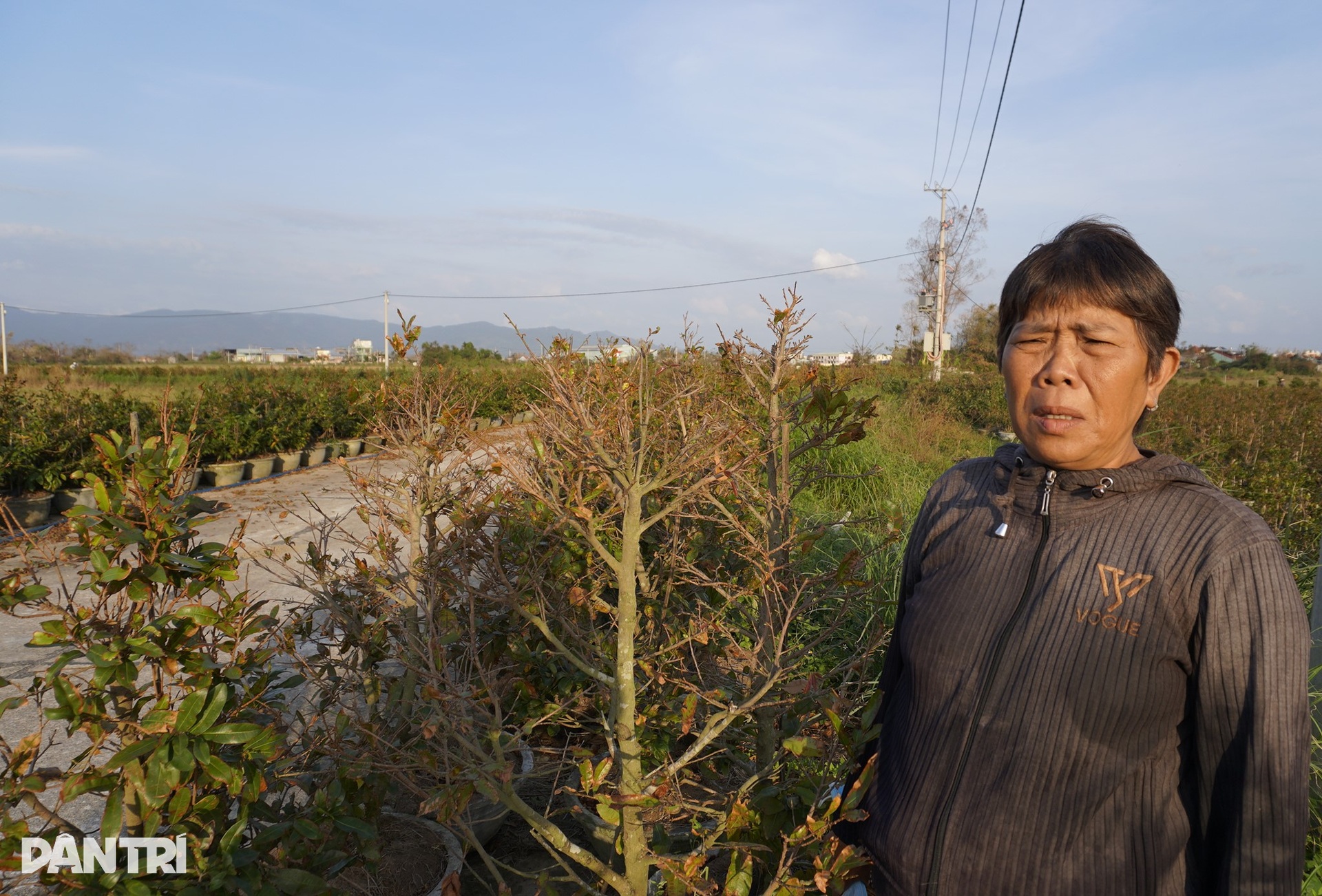 Những ánh mắt buồn ở thủ phủ mai Tết lớn nhất miền Trung sau bão Kalmaegi - 2 Những ánh mắt buồn ở thủ phủ mai Tết lớn nhất miền Trung sau bão Kalmaegi - 2