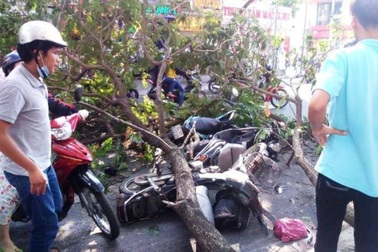 Cành cây gãy, đè lên 3 người đi đường