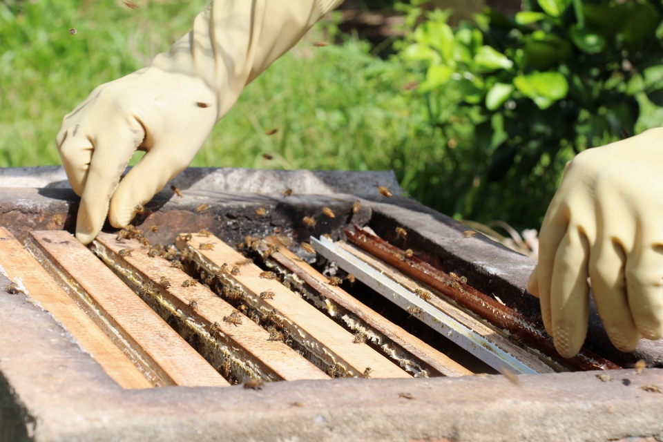 Hà Tĩnh: Làm giàu từ nuôi loài ...ruồi có độc - 5 Hà Tĩnh: Làm giàu từ nuôi loài ...ruồi có độc - 5