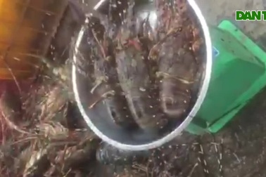 Tôm hùm 450.000 đồng/kg, giá rẻ chưa từng thấy