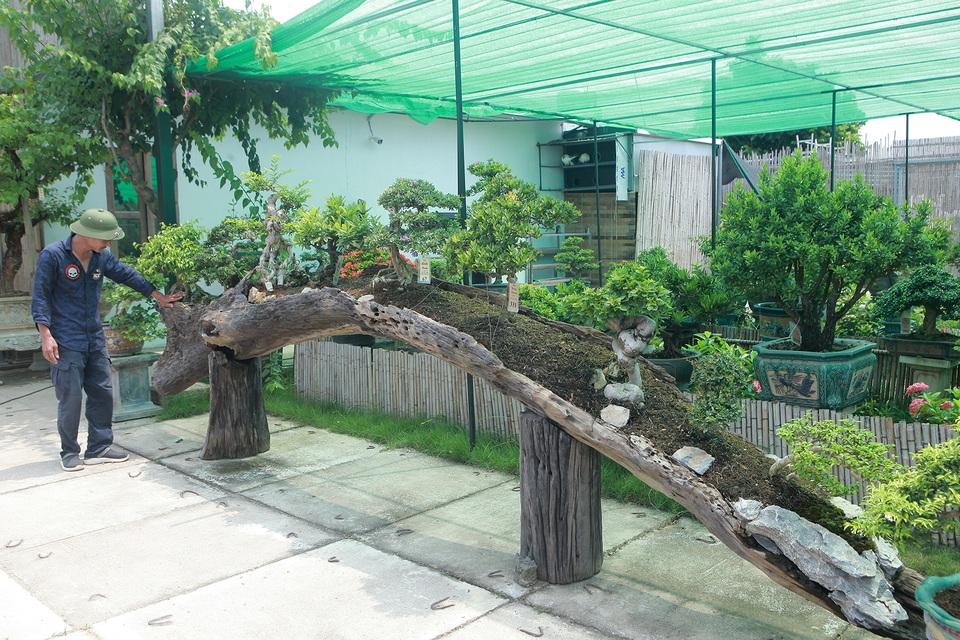 Mục sở thị khu vườn gần 1.000 cây cảnh bonsai hiếm có đất Hà Thành - 5 Mục sở thị khu vườn gần 1.000 cây cảnh bonsai hiếm có đất Hà Thành - 5