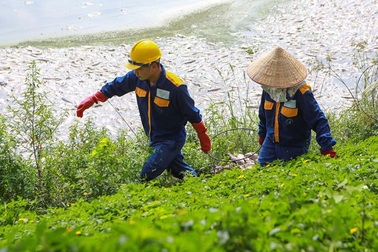 Hà Nội: Cá chết hàng loạt bốc mùi nồng nặc ở hồ Yên Sở
