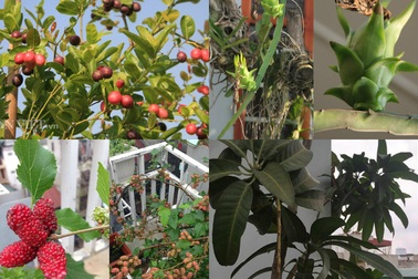 Những vườn quả trĩu trịt trên sân thượng “độc” nhất Việt Nam