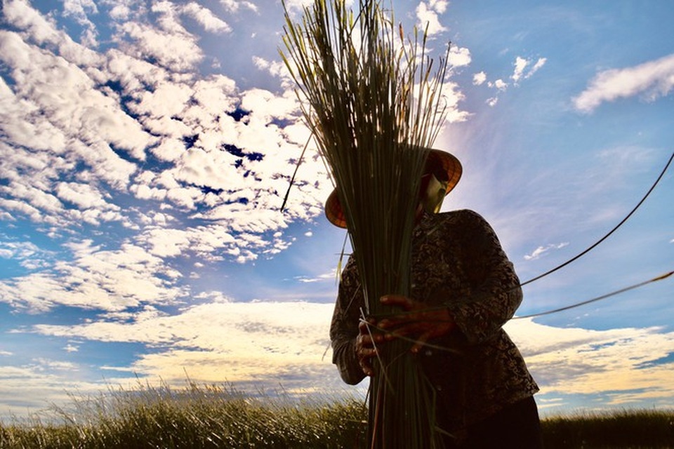 Vẻ đẹp thôn quê bình dị mùa thu hoạch cói ở ốc đảo Hồng Lam - 7