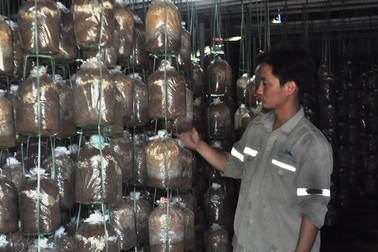 Bỏ phố, 3 chàng kỹ sư trẻ về quê khởi nghiệp bằng nghề trồng nấm