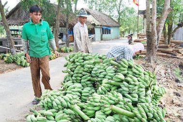 Doanh nghiệp “săn” chuối làm hàng Tết: Nông dân mừng rơn vì được giá