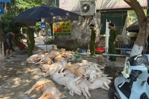 Một tấn lợn xuất huyết chuẩn bị lên lò quay: Giật mình "bẫy độc" nóng, giòn