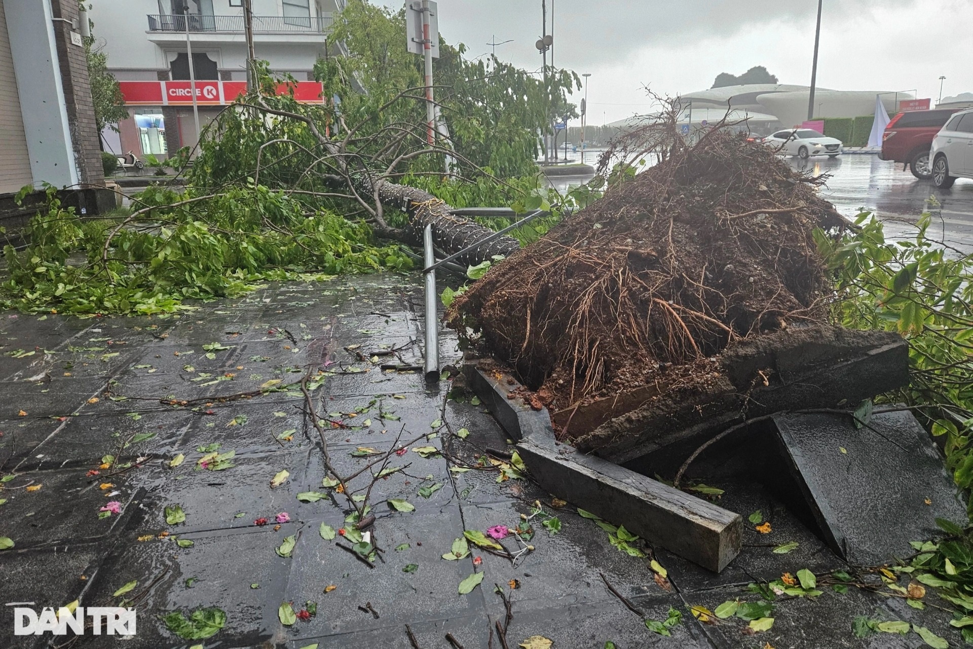 Bão quật đổ hàng loạt cây xanh ở Quảng Ninh - 1