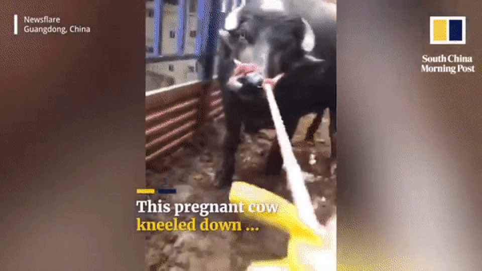 Bò cái mang thai quỳ gối xin không đến lò mổ - 1