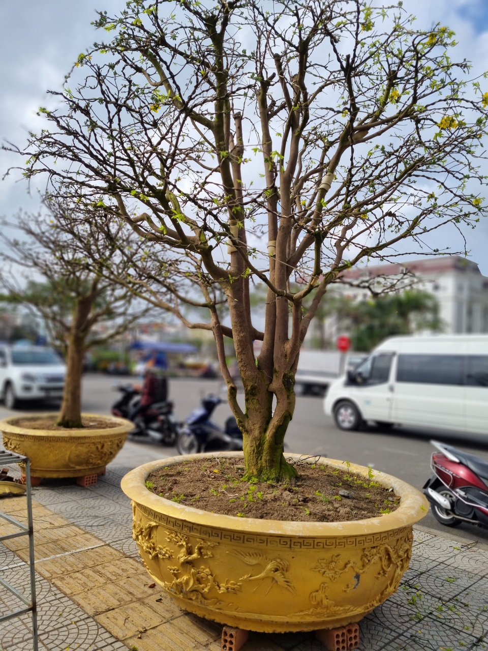 Chiêm ngưỡng hàng mai cổ thụ tại chợ hoa Tết Đà Nẵng - 8 Chiêm ngưỡng hàng mai cổ thụ tại chợ hoa Tết Đà Nẵng - 8