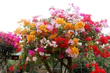 Rực rỡ loài hoa giấy ngũ sắc nhiều đại gia săn tìm chơi Tết