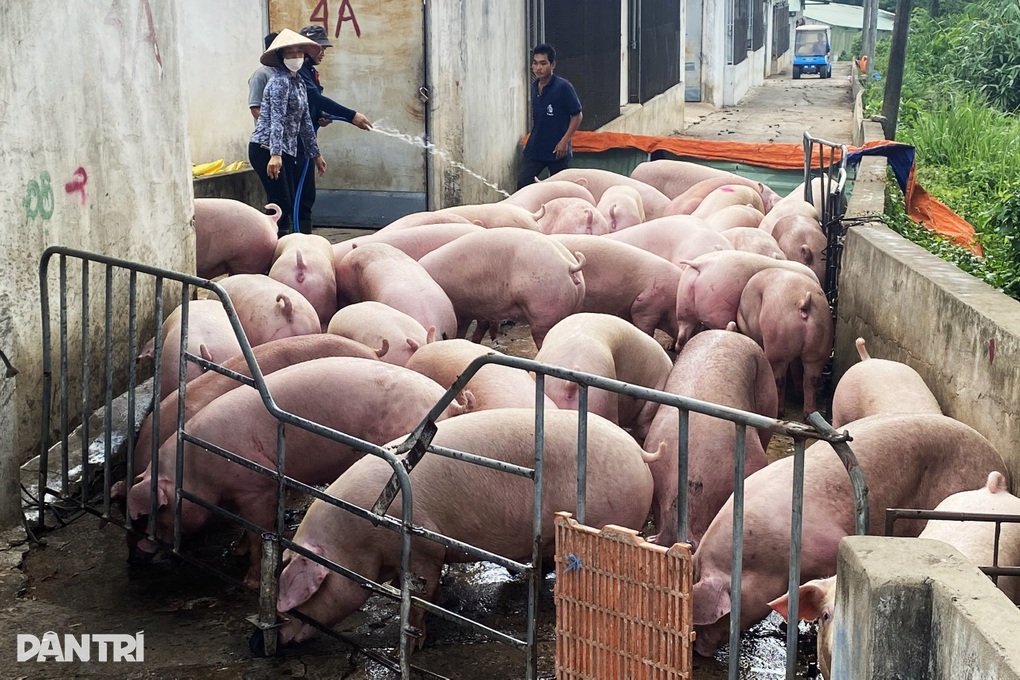 Giám đốc Sở ATTP nói lý do heo có vòng nhận diện nhưng không thể… nhận diện - 3 Giám đốc Sở ATTP nói lý do heo có vòng nhận diện nhưng không thể… nhận diện - 3