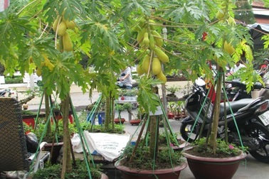 Đu đủ kiểng…ra phố