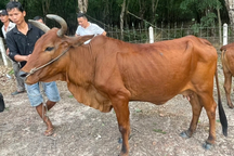 Công an dùng flycam truy bắt kẻ trộm 3 con bò