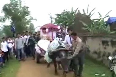 Gặp cô dâu, chú rể của đám cưới bằng... xe trâu