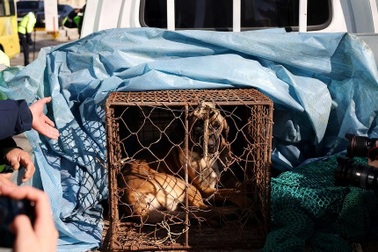 Khảo sát: Hơn 90% người Hàn Quốc nói không với thịt chó