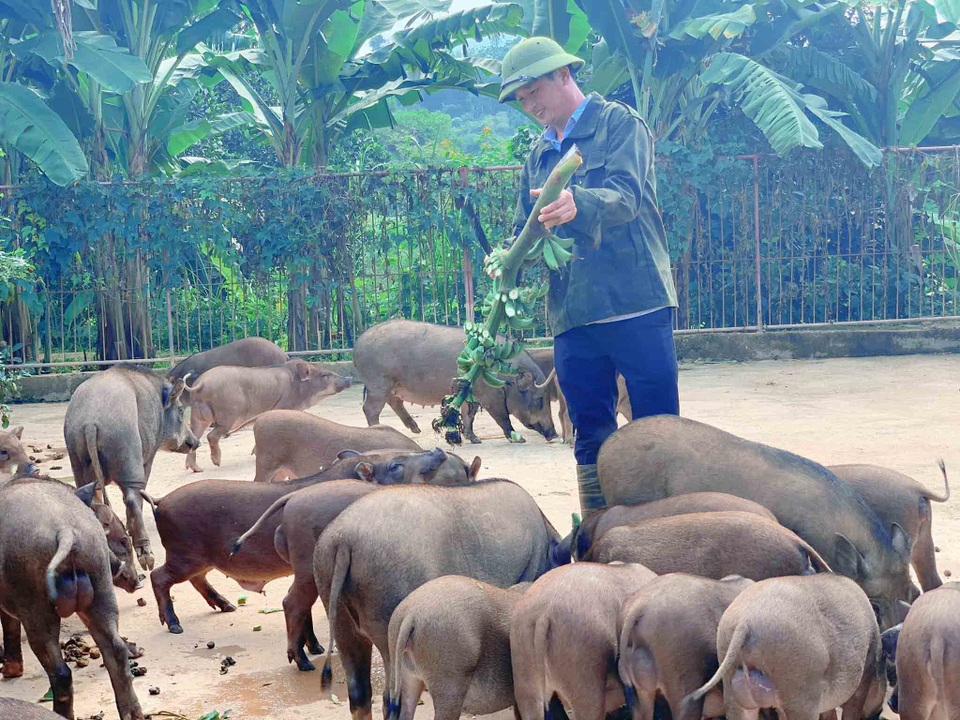 Đàn lợn rừng ăn dược liệu: Anh cán bộ xã thu tiền tỷ mỗi năm - 1 Đàn lợn rừng ăn dược liệu: Anh cán bộ xã thu tiền tỷ mỗi năm - 1