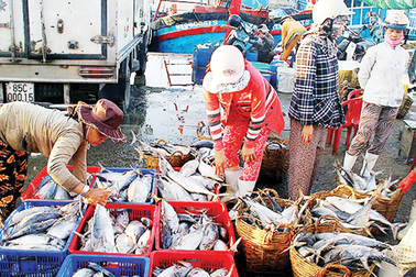 Bị 18 cơ sở thu mua hải sản khiếu nại, Quảng Bình báo cáo Chính phủ