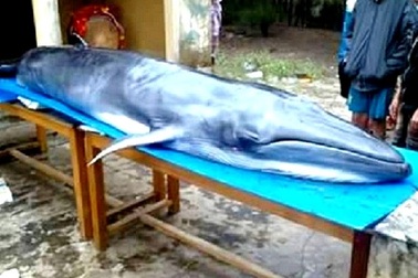 Cá voi nặng hơn 2 tạ “lụy” bờ