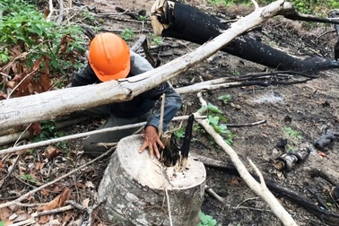 Bỏ phiếu kín, 100% đồng ý... không kỷ luật cán bộ để mất rừng (!?)