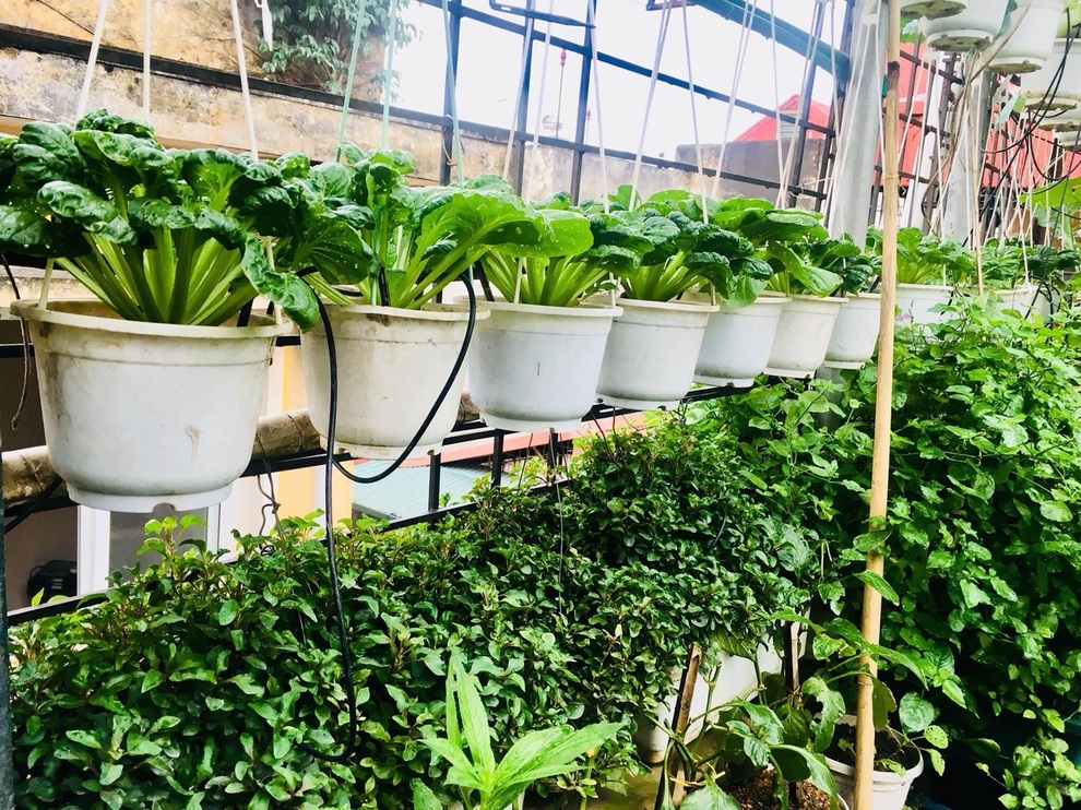 Vườn treo trên sân thượng, bốn mùa có rau sạch của cụ bà U70 ở Hà Nội - 7