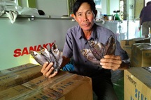 Lão nông đầu tiên nuôi cá bổi thu tiền tỷ đất Mũi - Cà Mau 