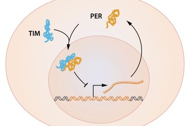 Đồng hồ sinh học và giải Nobel y học 2017