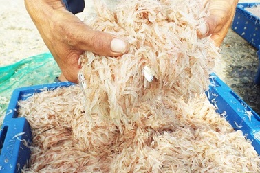 Kiếm hàng chục triệu đồng/ngày nhờ “vớt” ruốc biển trước Tết