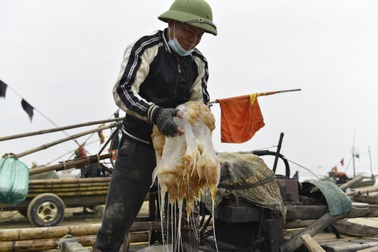 Mùa sứa, ngư dân thu tiền triệu mỗi ngày