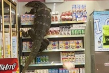 Sốc cảnh thằn lằn khổng lồ leo trèo trong cửa hàng tạp hóa như trong phim