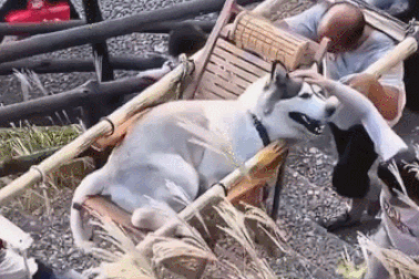 Clip cô gái thuê người kiệu chó cưng lên núi khiến cộng đồng mạng tranh cãi