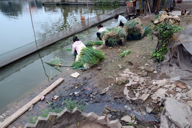 Kiểm tra tình trạng người dân rửa rau dưới dòng kênh đen kịt