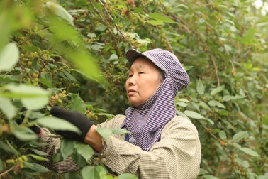 Hà Nội: Người trồng dâu tằm tất bật vào vụ thu hoạch lớn nhất trong năm