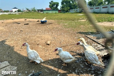 Dự án tiền tỷ dang dở 8 năm, đền thờ tổ nghề ca trù thành nơi nuôi vịt