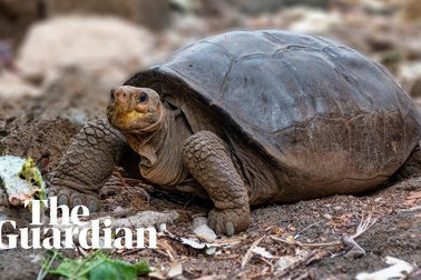 Phát hiện rùa khổng lồ tưởng đã tuyệt chủng