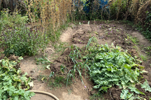 Người đàn ông trồng trái phép 485 cây thuốc phiện trong vườn rau