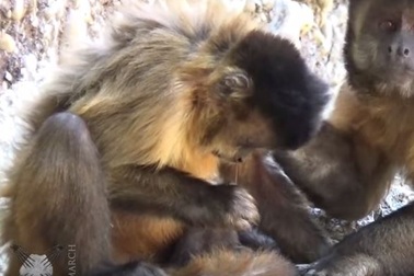 Khỉ thông minh biết dùng công cụ để... hỉ mũi