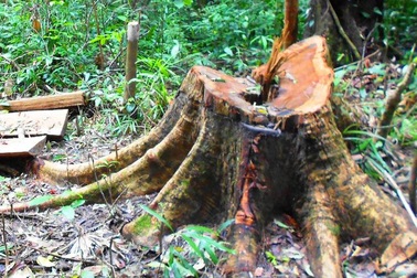 Xem xét khởi tố vụ 40 ha rừng bị xóa sổ mà chính quyền không biết