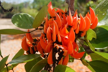 Chiêm ngưỡng loại hoa lạ của vùng "chảo lửa" Krông Pa