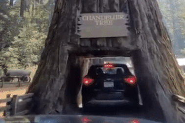 Ngỡ ngàng loạt cây "khủng", ô tô cũng có thể chui qua