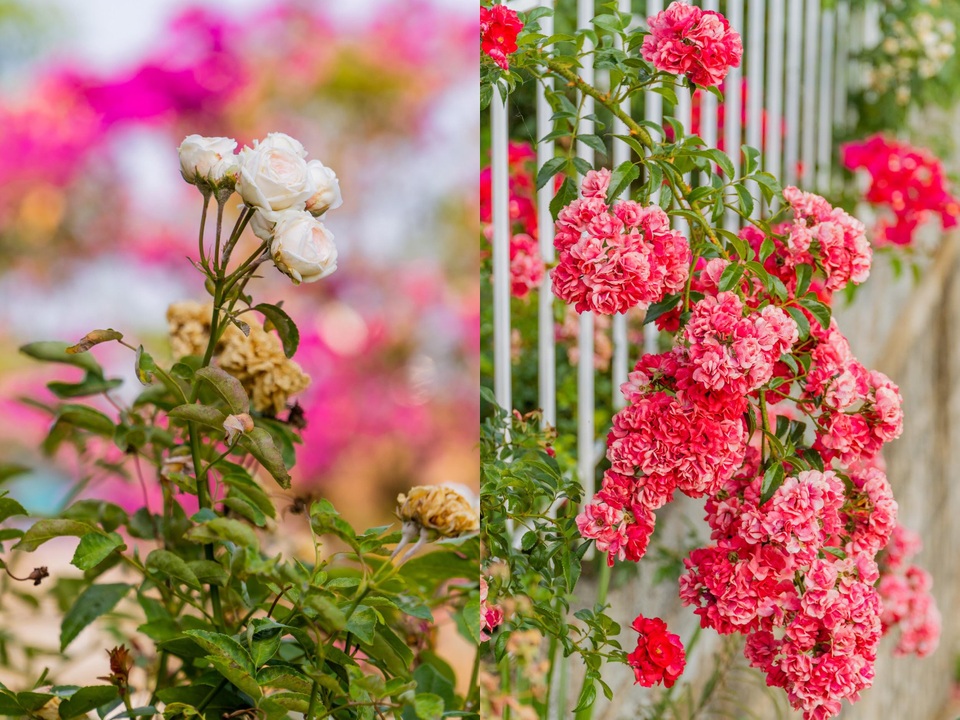 9X cất bằng kỹ sư, về quê làm vườn hoa rộng 2.000m2 ở Đắk Lắk - 12