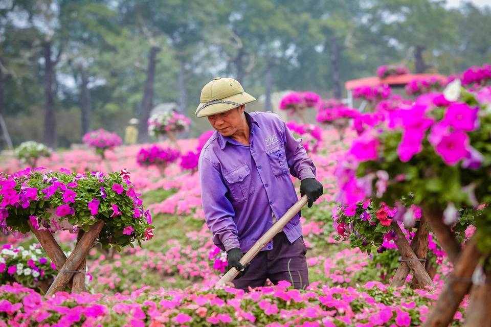 Đồi hoa ngọc thảo hồng đẹp như tranh vẽ tại Hà Nội - 4 Đồi hoa ngọc thảo hồng đẹp như tranh vẽ tại Hà Nội - 4