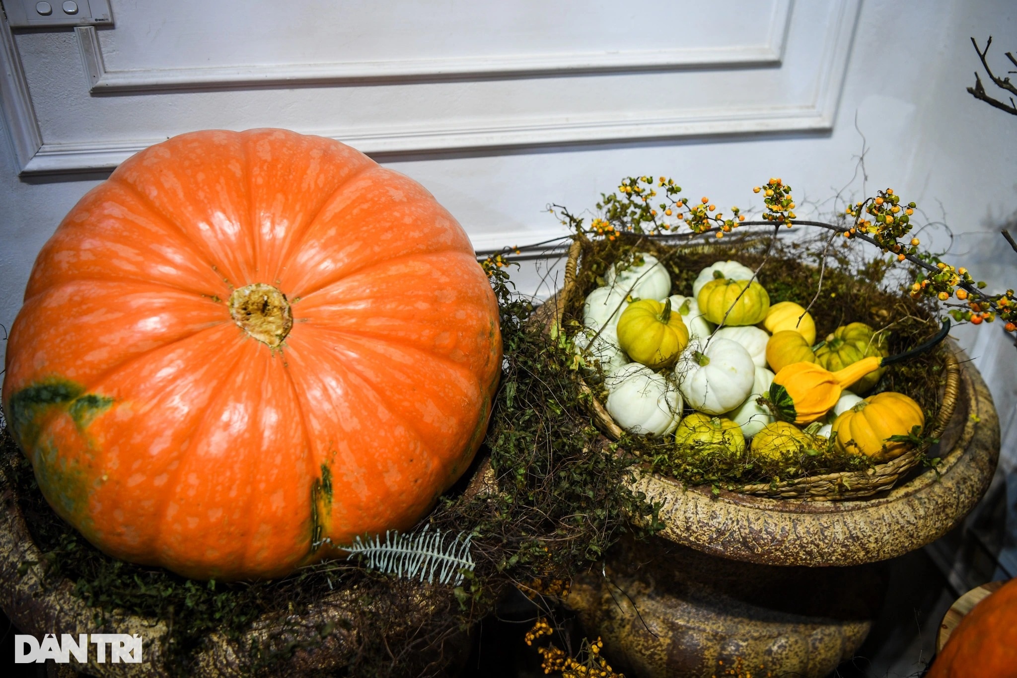 Người Hà Nội chi hàng chục triệu đồng sắm bí ngô khổng lồ chơi Halloween - 4 Người Hà Nội chi hàng chục triệu đồng sắm bí ngô khổng lồ chơi Halloween - 4