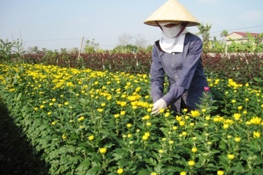 Người trồng hoa lo mất tết vì sương muối