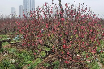 Đào La Cả nở muộn, cả cánh đồng Kiến Hưng đỏ rực như Tết