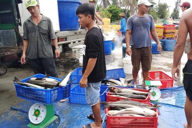 Khốn đốn vì cá bớp bất ngờ chết hàng loạt ở Bắc Vân Phong